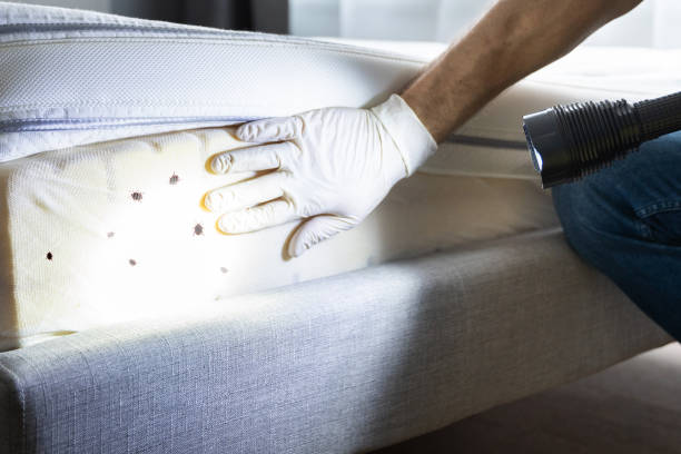 Best Pest Removal Services  in Everson, WA