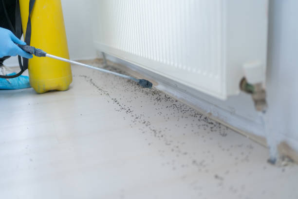 Best Pest Control Near Me in Everson, WA
