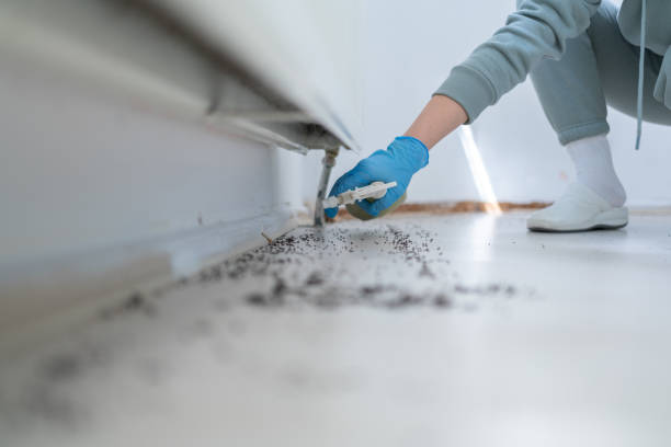 Best Flea Control Services  in Everson, WA